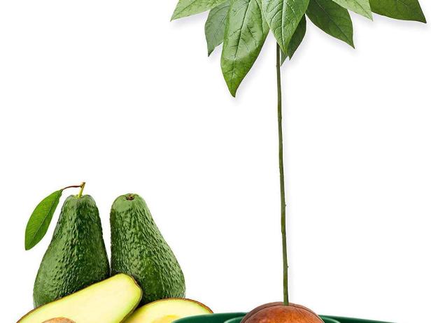 https://hgtvhome.sndimg.com/content/dam/images/hgtv/products/2019/9/16/rx_amazon_avoseedo-avocado-tree-growing-kit.jpeg.rend.hgtvcom.616.462.jpeg