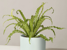 Shop these mood-boosting houseplants from the comfort of home.