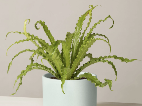15 Real Houseplants You Can Buy Online