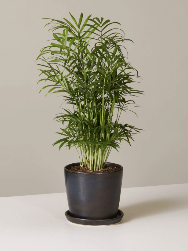 12 Real Indoor Plants You Can Buy Online HGTV