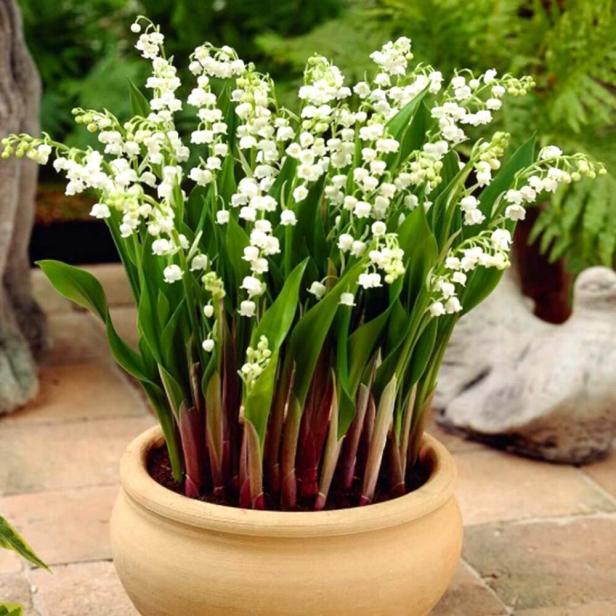 16" White Lily of the Valley Bush Pk/3
