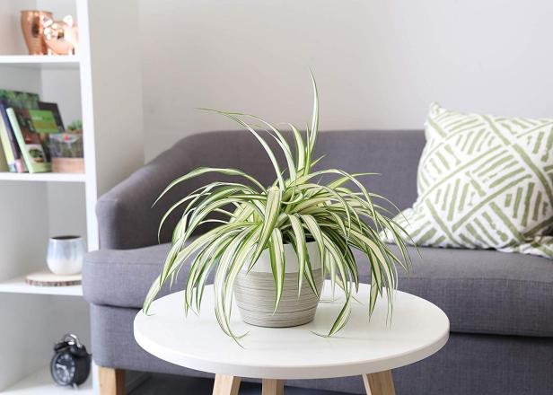 Spider Plant Indoor Care Hgtv,What Is An Ionizer