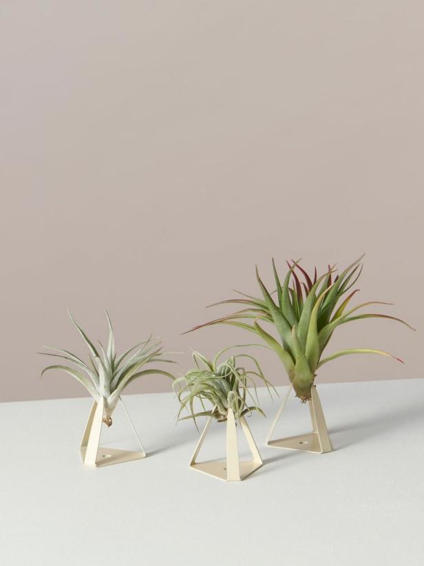 12 Planter Ideas for Decorating With Air Plants HGTV