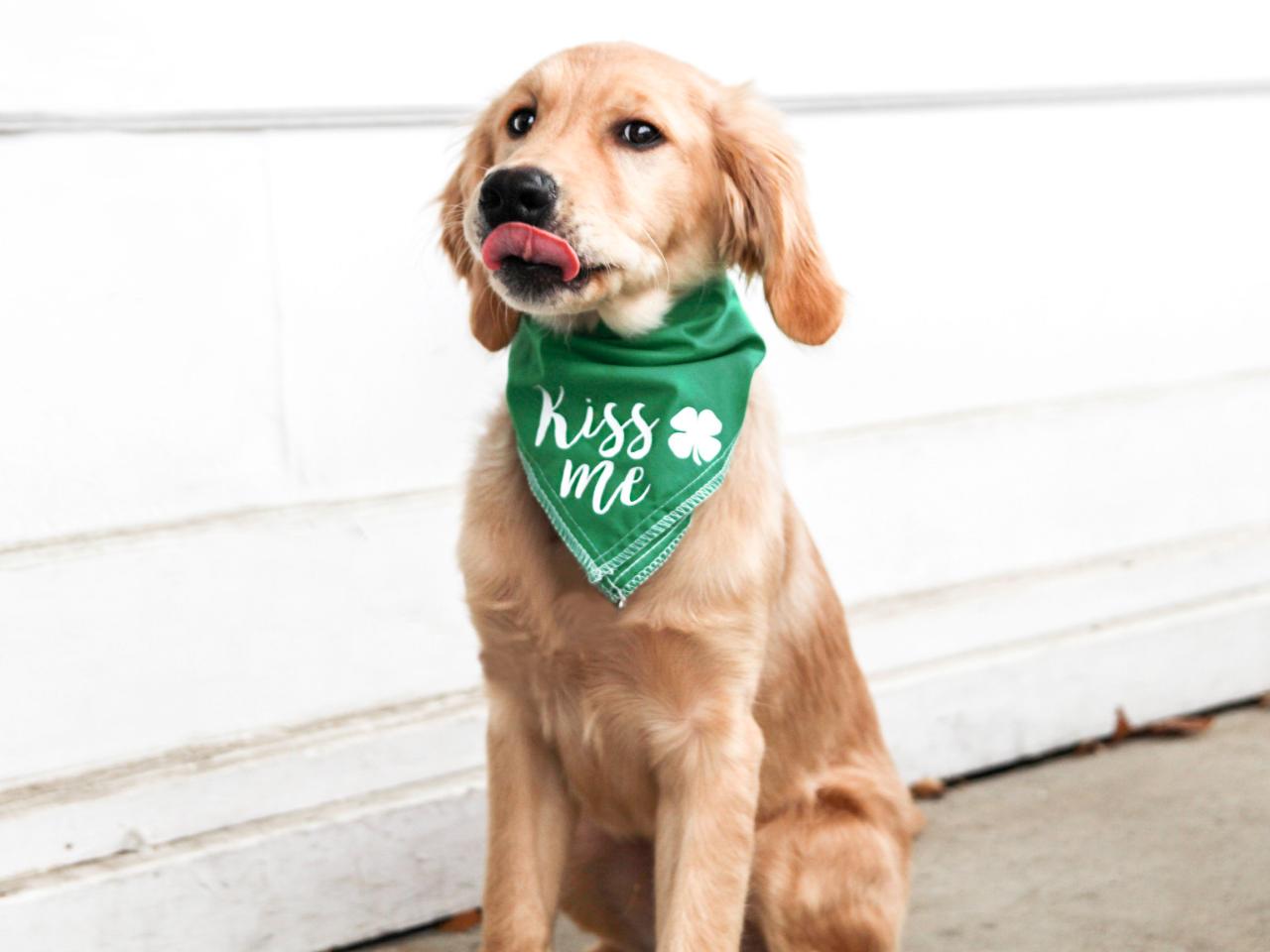 Dogs dressed up hot sale for st patrick's day