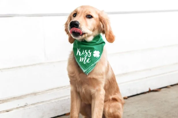 Cute St. Patrick s Day Dog Costumes and Accessories for 2020 HGTV