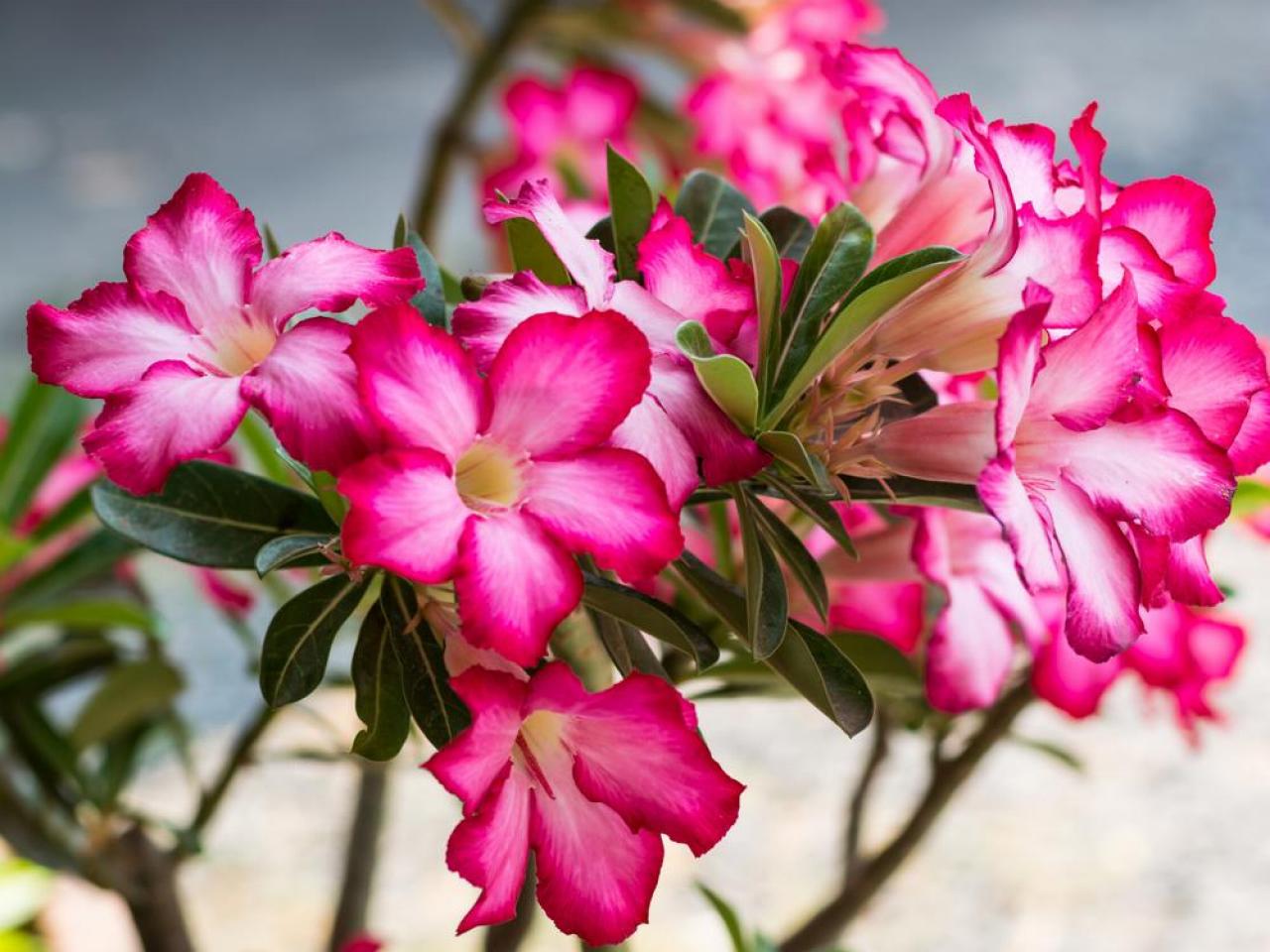 How To Grow Desert Rose Hgtv 