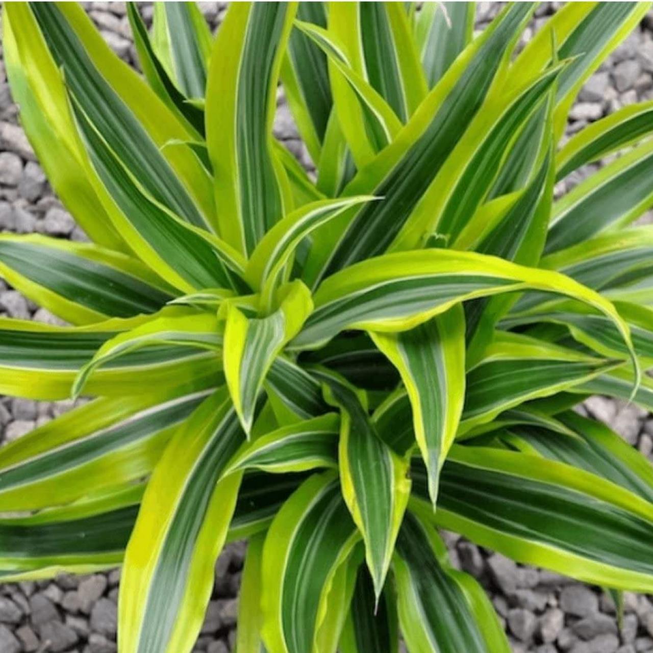 are dracaena plants poisonous to dogs