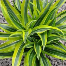 Striped dracaena plant care