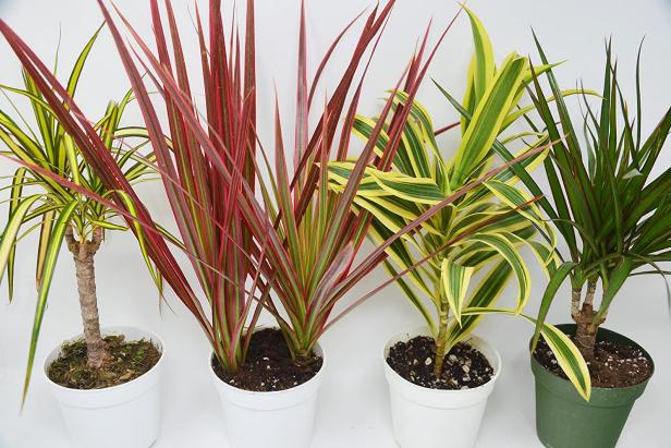 Dracaena Care Guide Growing Tips Hgtv