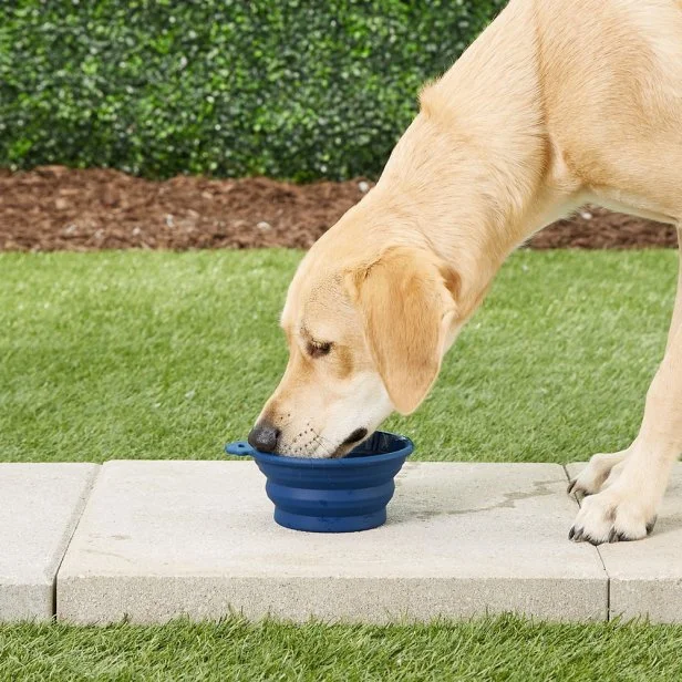 15 Must Have Items for New Dog Owners Dog Supplies List HGTV