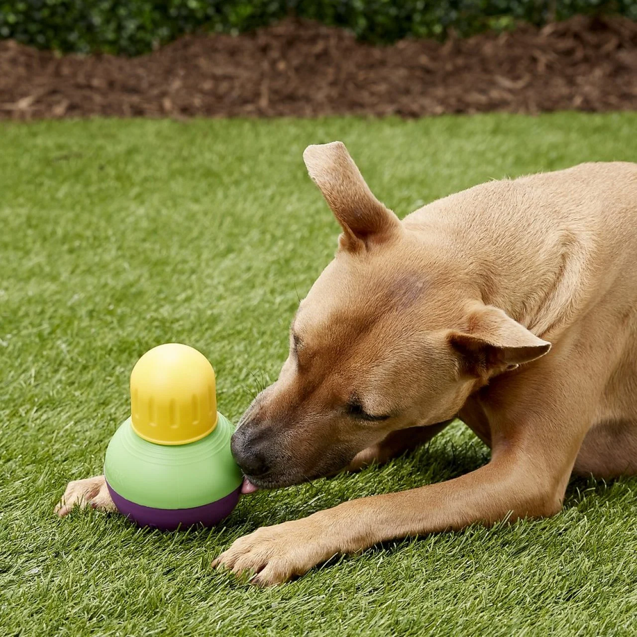 New dog owner essentials shop