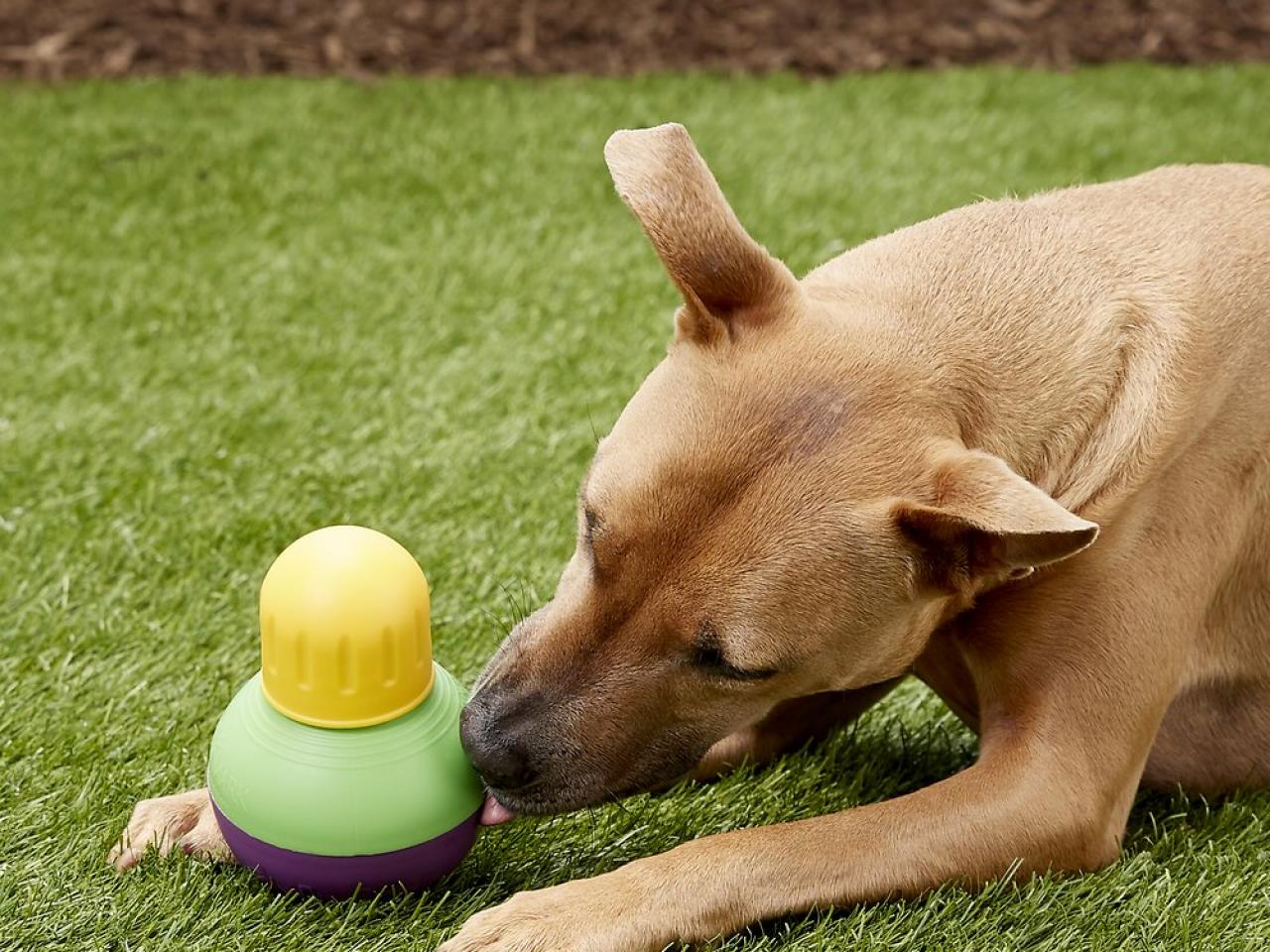 Essentials for 2025 owning a dog