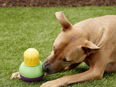 15 Must-Have Items for New Dog Owners | Dog Supplies List | HGTV