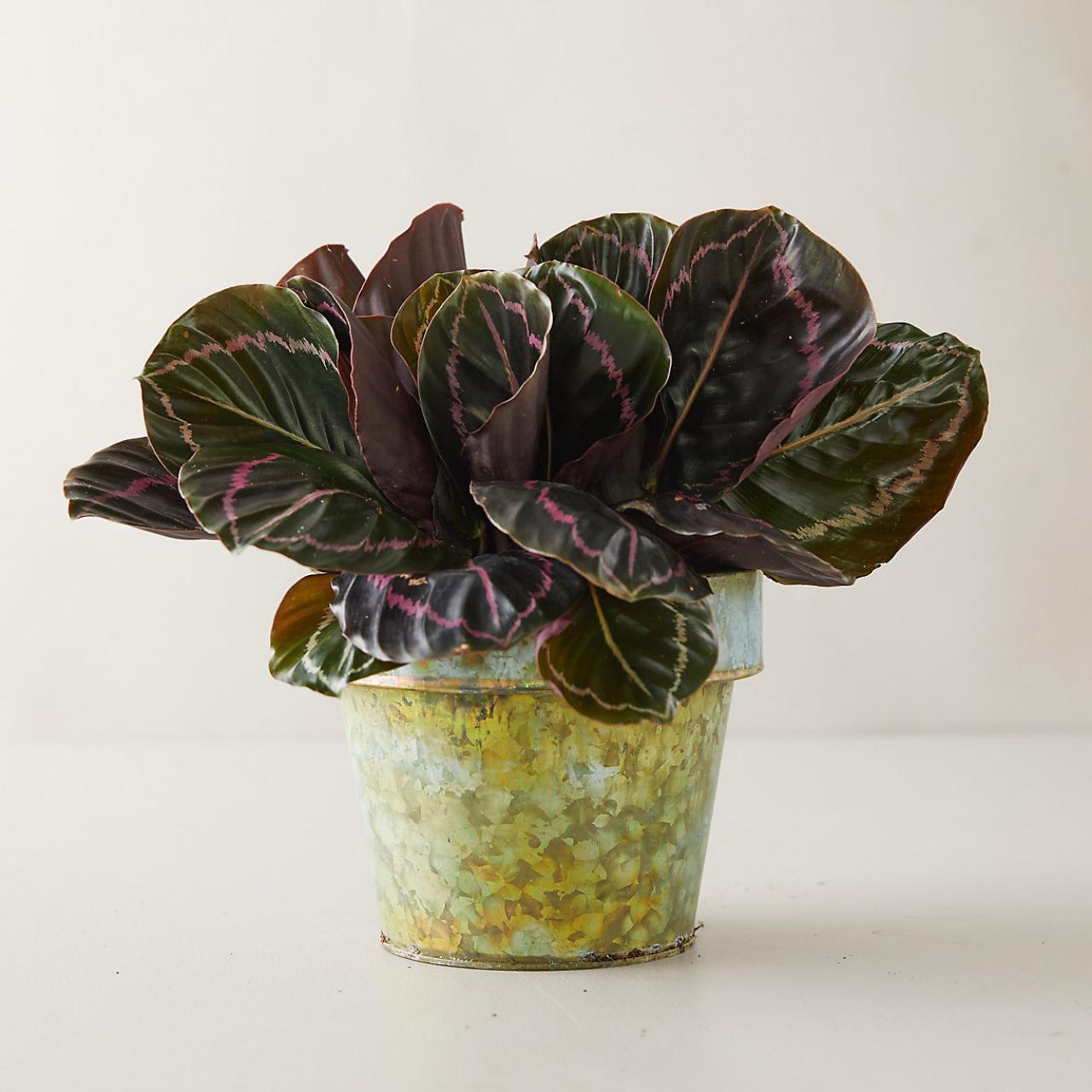 https://hgtvhome.sndimg.com/content/dam/images/hgtv/products/2020/4/22/5/rx_terrain_dottie-calathea.jpeg.rend.hgtvcom.1280.1280.suffix/1587590682133.jpeg