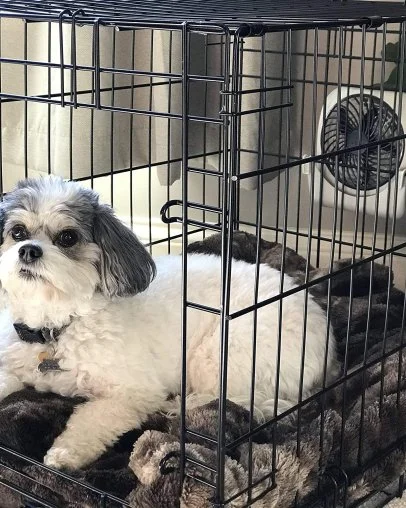 Cooling things for dogs 2025
