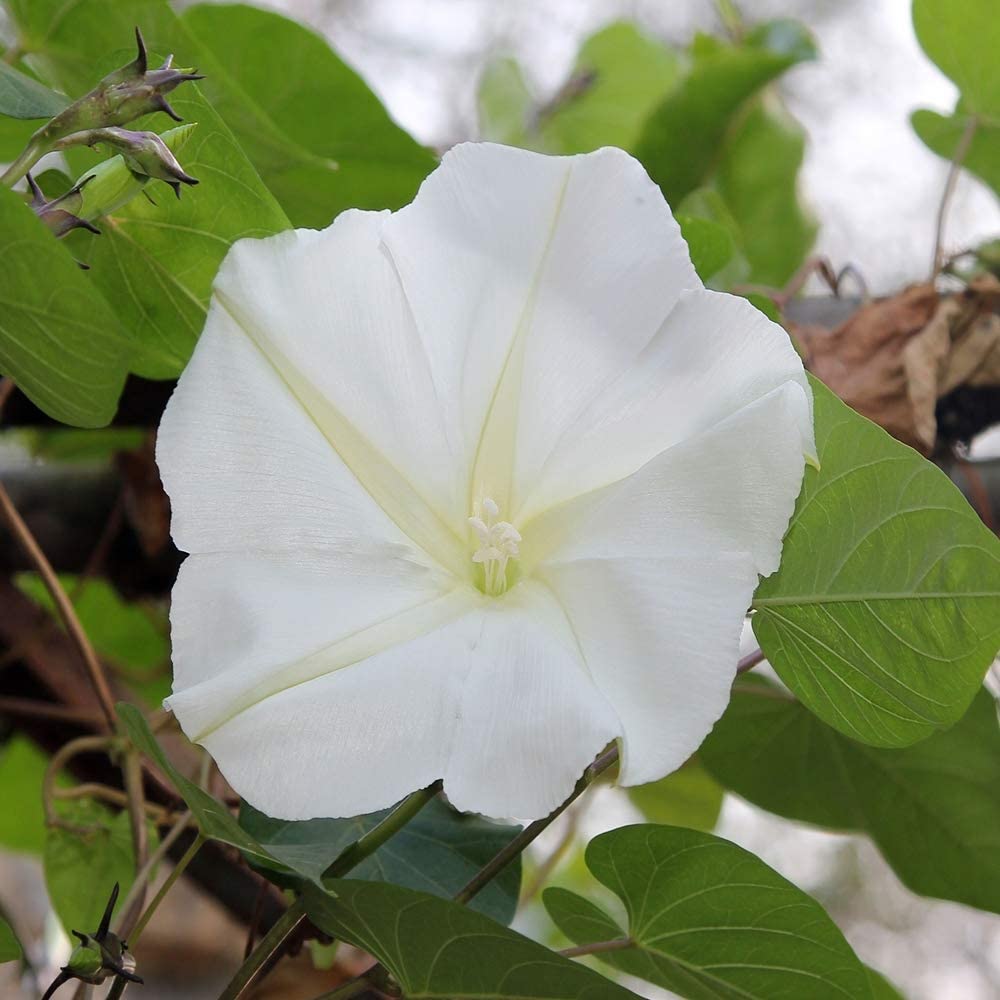 White Moonflower Vine Night Blooming Morning Glory #324 50+ Seeds or 1/2oz 