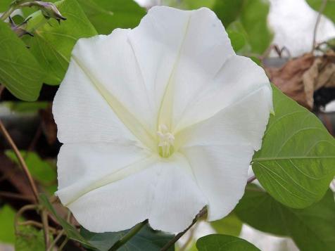 Planting and Caring for Moonflowers