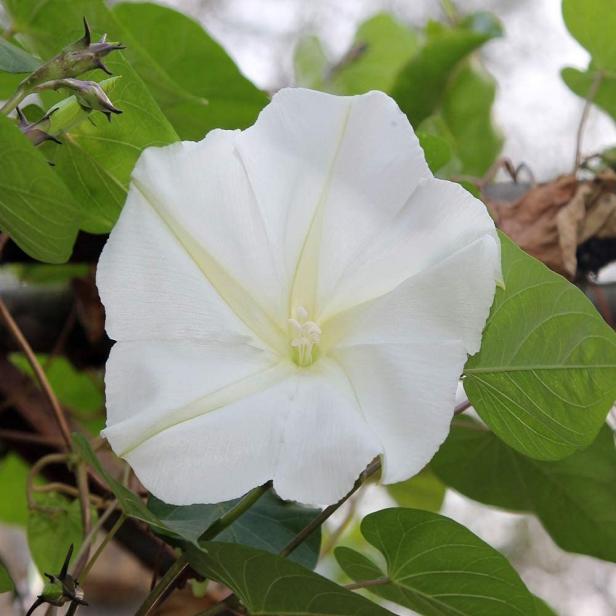 Moonflower Plant Care