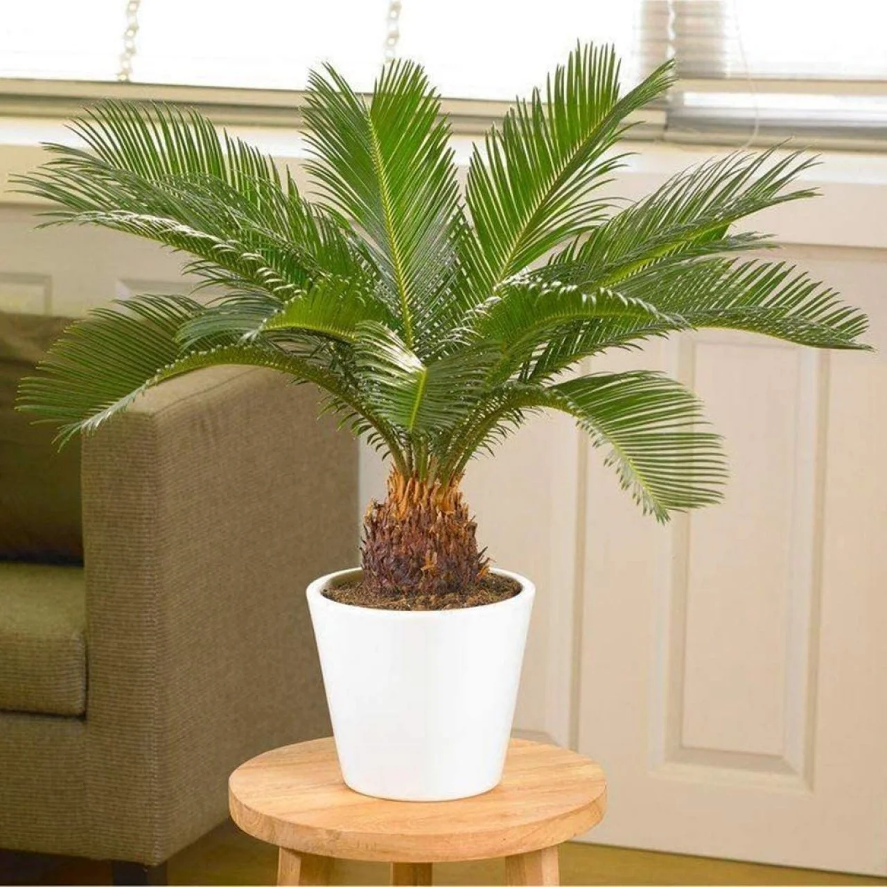 How to Grow Sago Palm Sago Palm Care HGTV