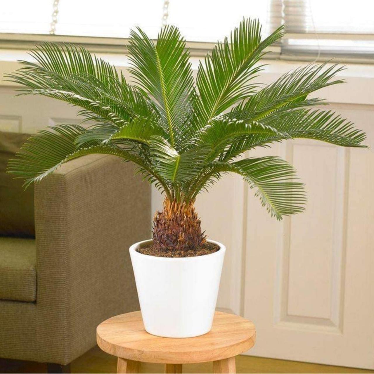 How to Grow Sago Palm  Sago Palm Care  HGTV