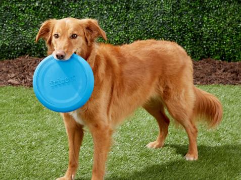 Save on Pet Food, Treats and Toys With Chewy's Summer Sale