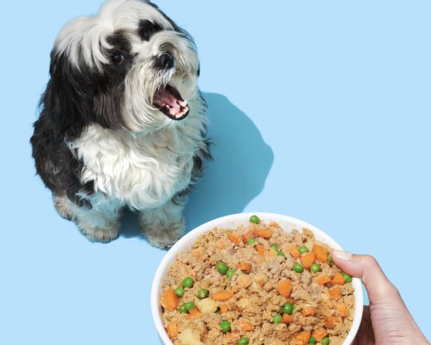 8 Best Dog Food Delivery Services 2021 HGTV