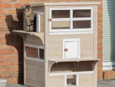 Give your cat a safe place to explore, lounge and play outdoors with these catios and enclosures.