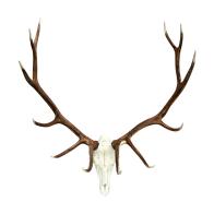 Faux Elk Mount