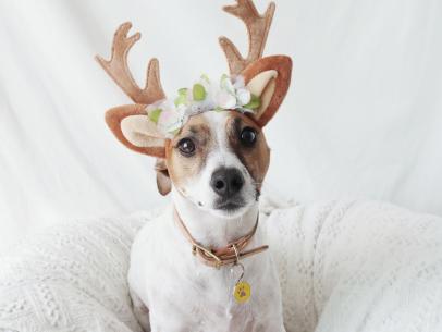 25 Adorable Halloween Costumes for Dogs, Cats and More