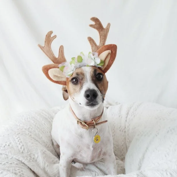 25 Best Pet Costumes for Dogs and Cats in 2022 HGTV