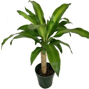 Mass Cane Corn Plant