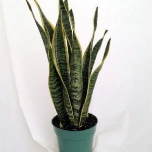 Mother-in-Law's Tongue Plant