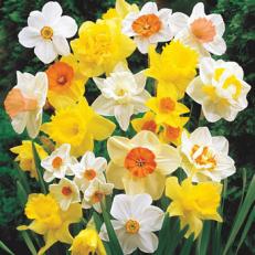 Narcissus -Giant DaffodilsSKU 67225SKU 82196SKU 84705SKU 82131SKU 82131