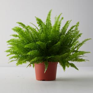 Boston Fern