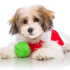 2018 new colors

a fluffy puppy wearing a christmas outfit and holding a duraplay ball