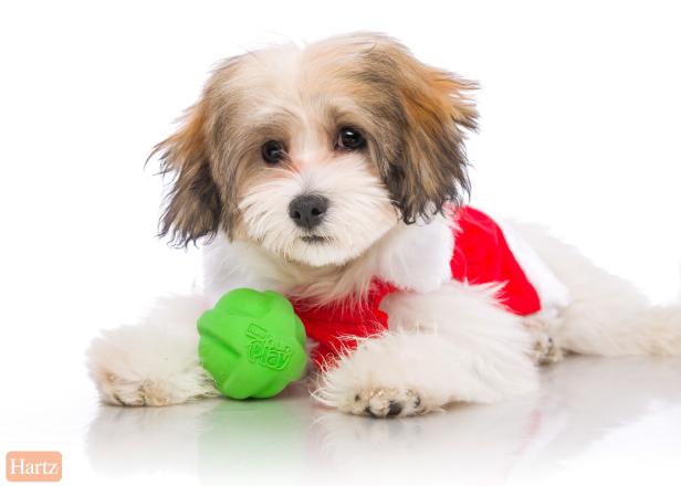 2018 new colors

a fluffy puppy wearing a christmas outfit and holding a duraplay ball