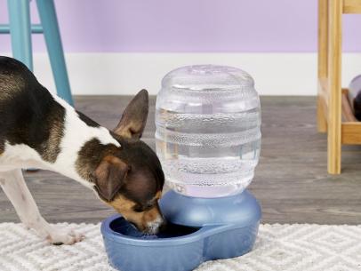 32 Must-Have Pet Products HGTV Editors Swear By
