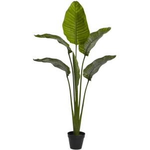 Indoor Outdoor Banana Leaf Plant