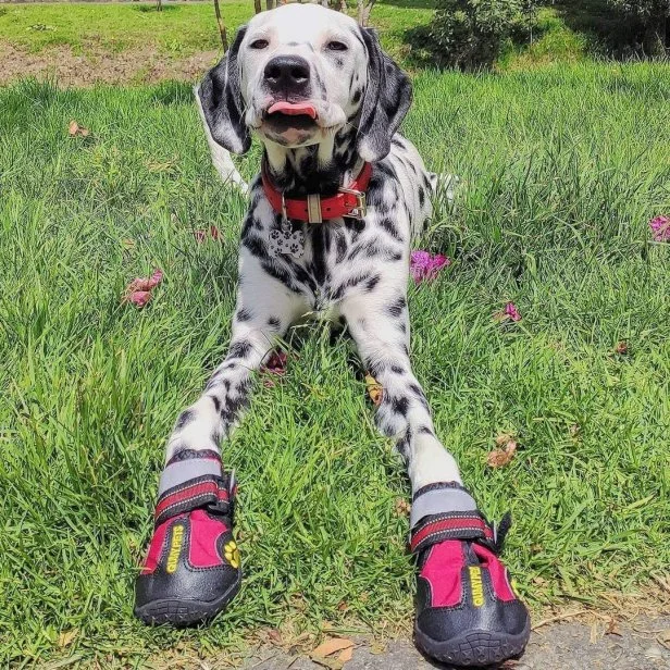 13 Products to Keep Your Dog Cool in Summer 2022 HGTV