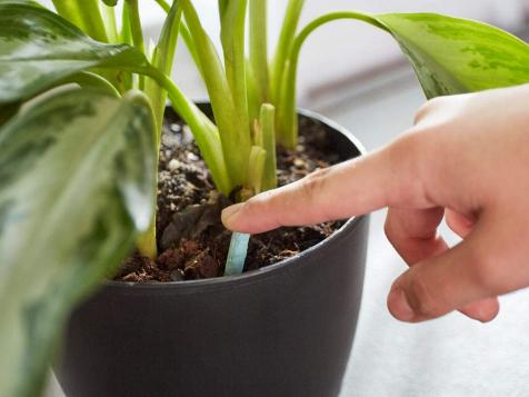 9 Keys to Success for Caring for Happy Houseplants