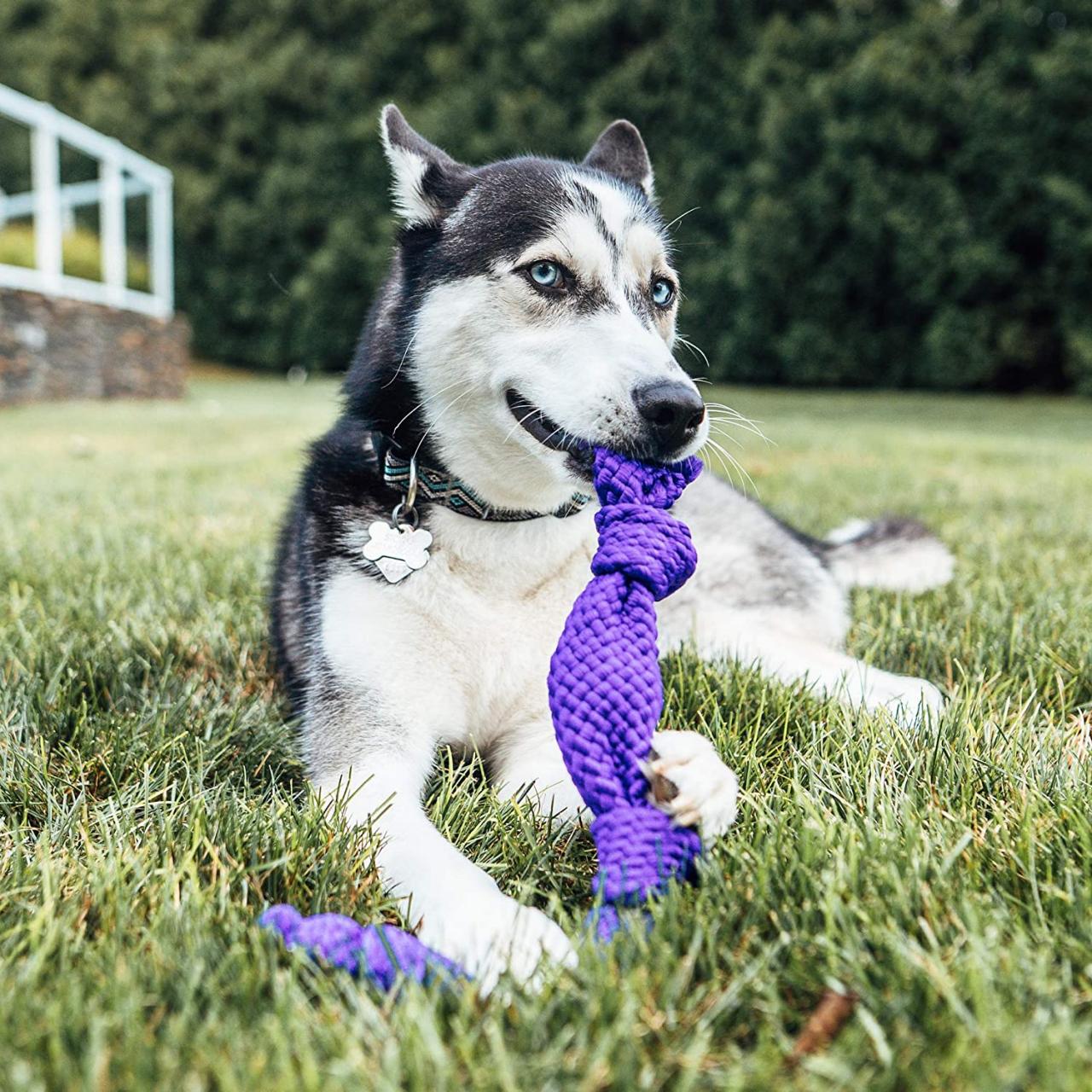 Play with high-quality dog chew toys, stylishly designed