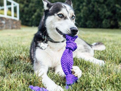 The Best Dog Toys for Puppies, Adults and Seniors