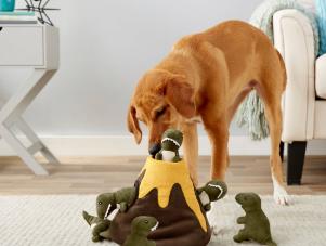 <center>The Best Dog Toys for Puppies, Adults and Seniors