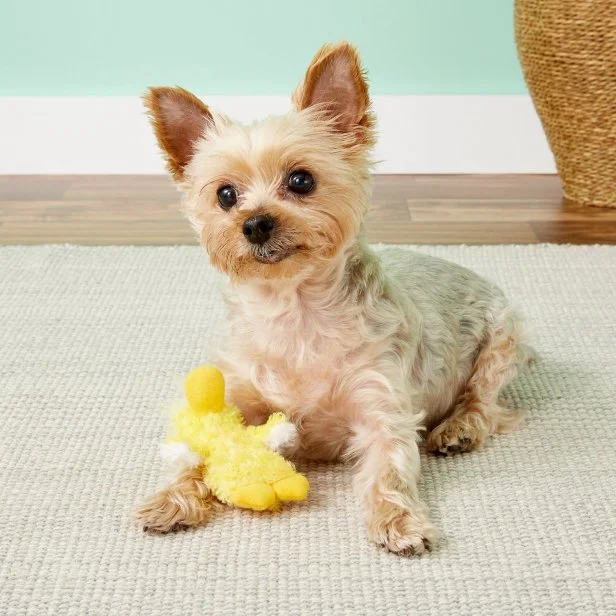 Best Dog Toys 2022 HGTV