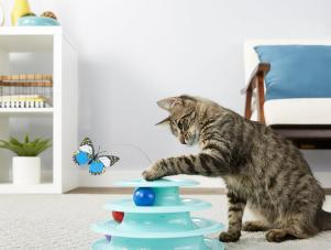 <center>The Best Cat Toys for Kittens, Adults and Seniors