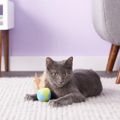 The Best Cat Toys for Kittens, Adults and Seniors