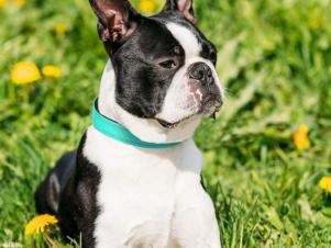 <center>The 10 Best Dog Collars for Pups of All Sizes