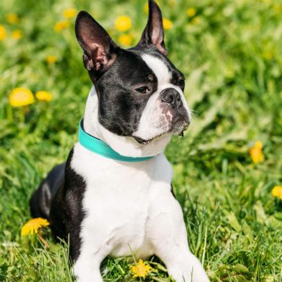 The 10 Best Dog Collars for Pups of All Sizes