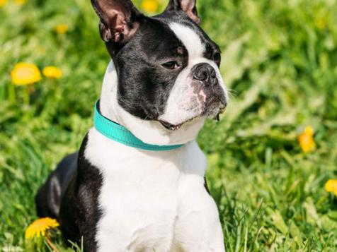 The 10 Best Dog Collars for Every Pup in 2023