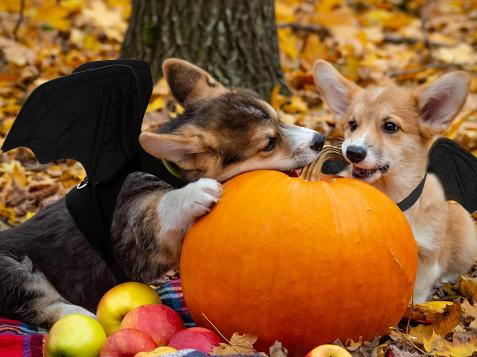 15 Too-Cute Halloween Costume Ideas for Dogs